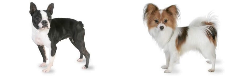 Papillon vs Boston Terrier - Breed Comparison