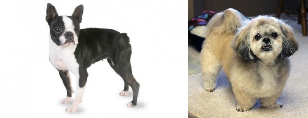 PekePoo vs Boston Terrier - Breed Comparison