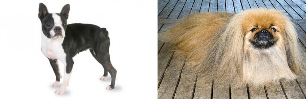 Pekingese vs Boston Terrier - Breed Comparison