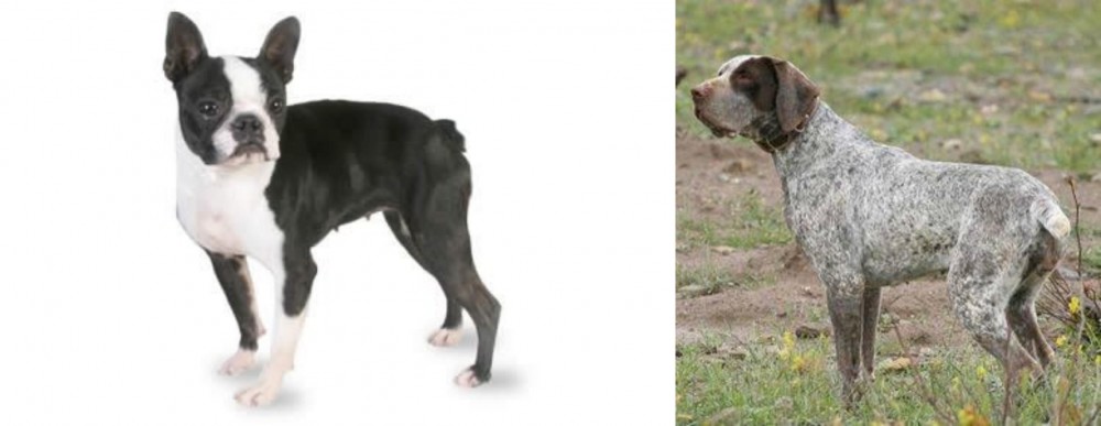 Perdiguero de Burgos vs Boston Terrier - Breed Comparison