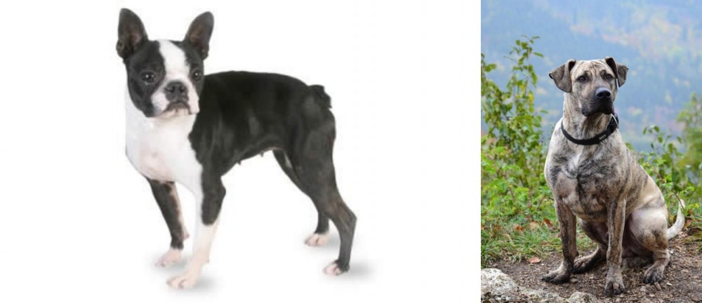 Perro Cimarron vs Boston Terrier - Breed Comparison
