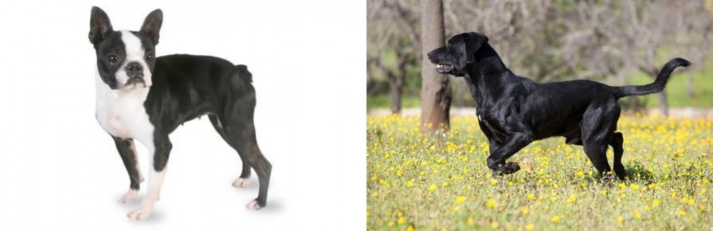 Perro de Pastor Mallorquin vs Boston Terrier - Breed Comparison