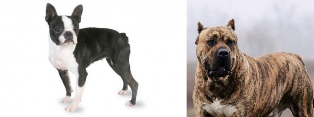 Perro de Presa Canario vs Boston Terrier - Breed Comparison