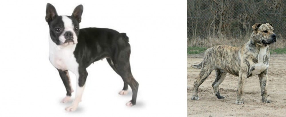 Perro de Presa Mallorquin vs Boston Terrier - Breed Comparison