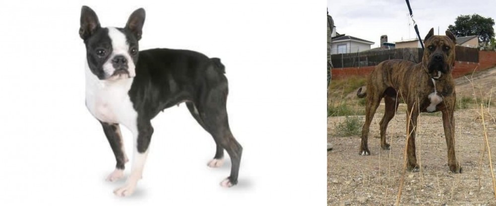 Perro de Toro vs Boston Terrier - Breed Comparison