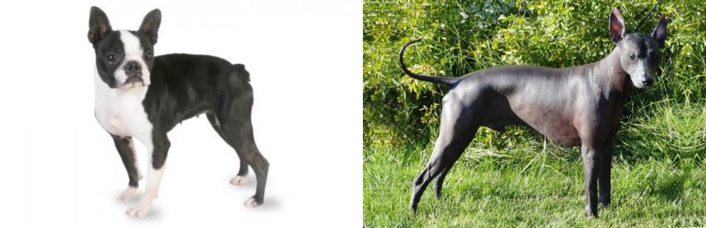 Peruvian Hairless vs Boston Terrier - Breed Comparison