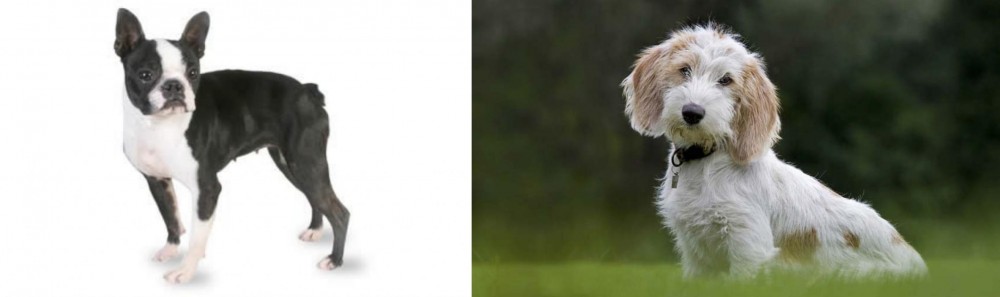 Petit Basset Griffon Vendeen vs Boston Terrier - Breed Comparison