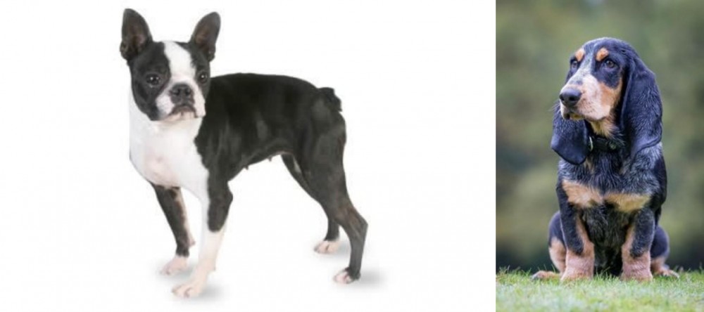 Petit Bleu de Gascogne vs Boston Terrier - Breed Comparison
