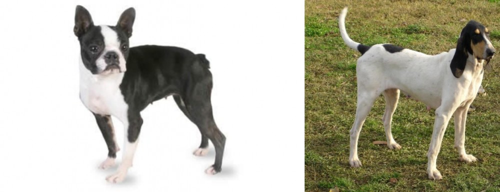 Petit Gascon Saintongeois vs Boston Terrier - Breed Comparison