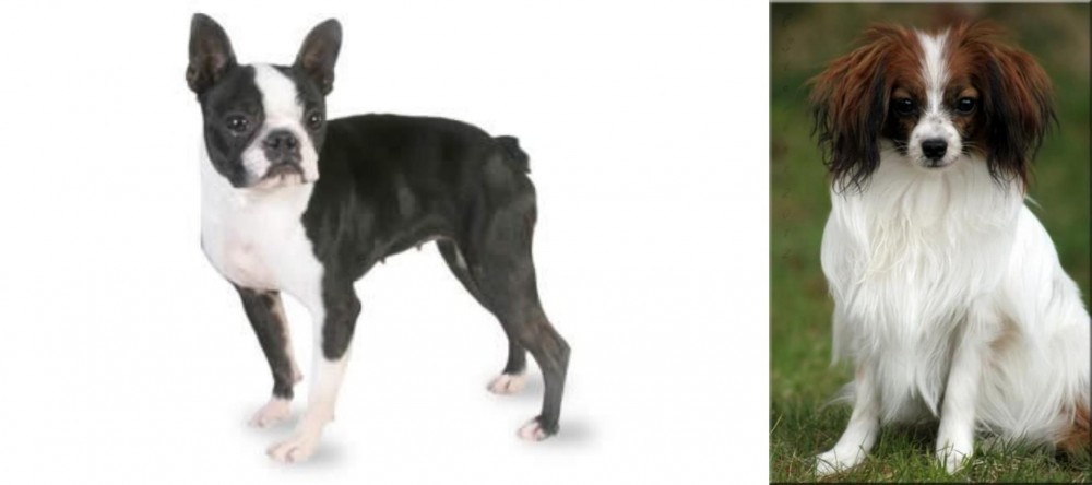 Phalene vs Boston Terrier - Breed Comparison