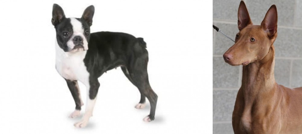 Pharaoh Hound vs Boston Terrier - Breed Comparison