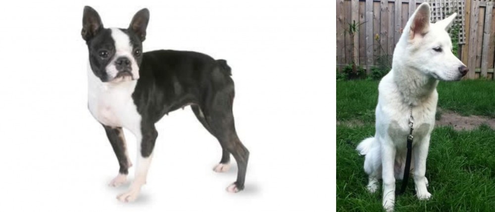 Phung San vs Boston Terrier - Breed Comparison