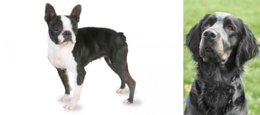Picardy Spaniel vs Boston Terrier - Breed Comparison