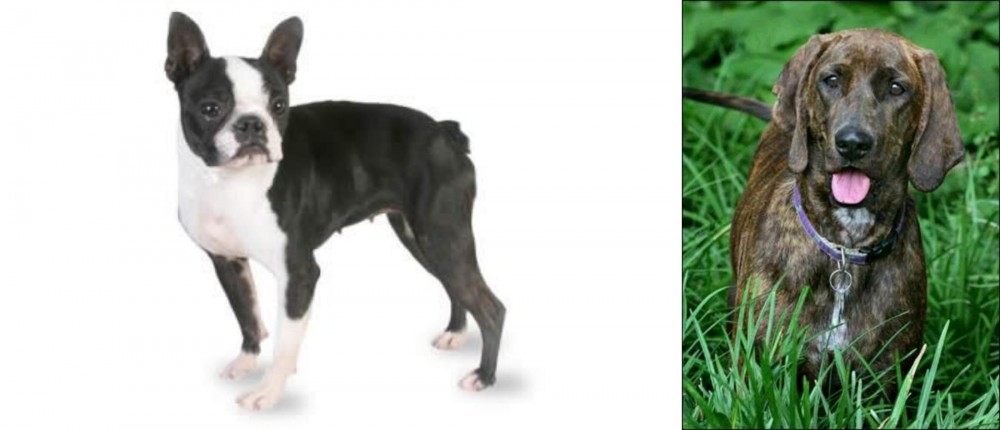 Plott Hound vs Boston Terrier - Breed Comparison