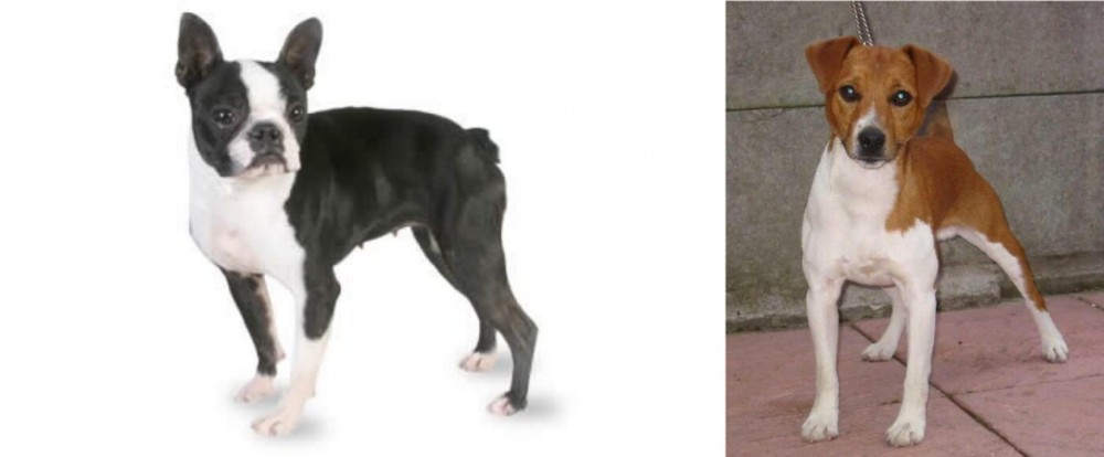Plummer Terrier vs Boston Terrier - Breed Comparison