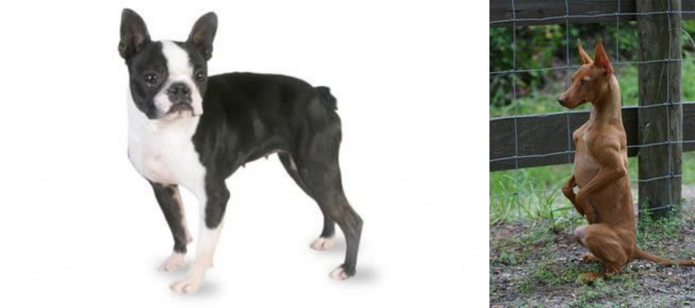 Podenco Andaluz vs Boston Terrier - Breed Comparison