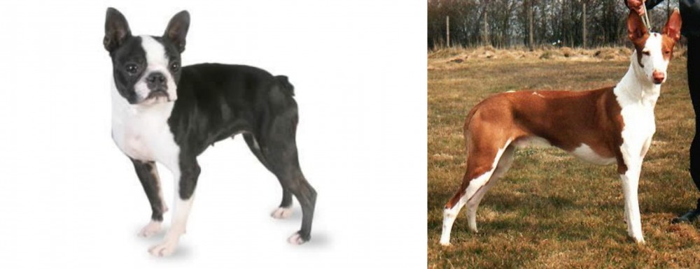 Podenco Canario vs Boston Terrier - Breed Comparison