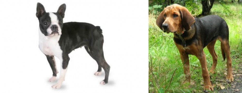 Polish Hound vs Boston Terrier - Breed Comparison