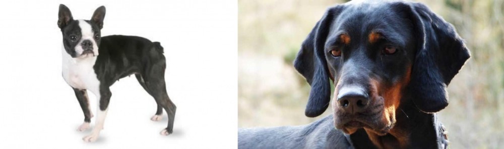 Polish Hunting Dog vs Boston Terrier - Breed Comparison