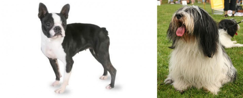 Polish Lowland Sheepdog vs Boston Terrier - Breed Comparison