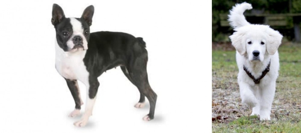 Polish Tatra Sheepdog vs Boston Terrier - Breed Comparison