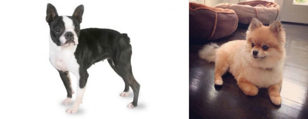 Pomeranian vs Boston Terrier - Breed Comparison