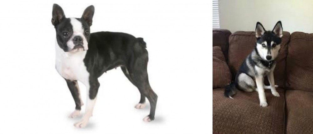 Pomsky vs Boston Terrier - Breed Comparison