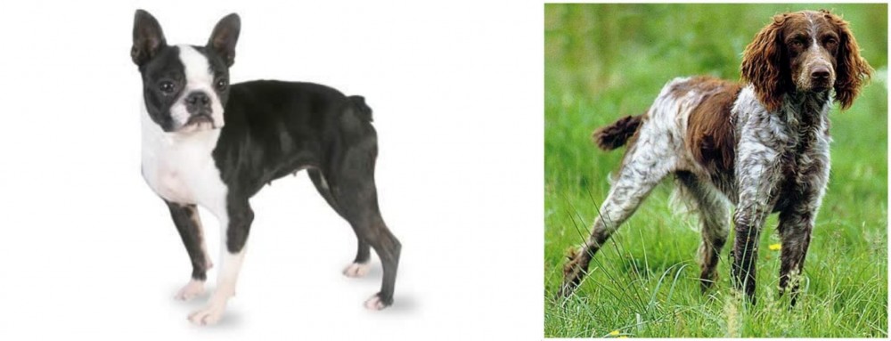 Pont-Audemer Spaniel vs Boston Terrier - Breed Comparison