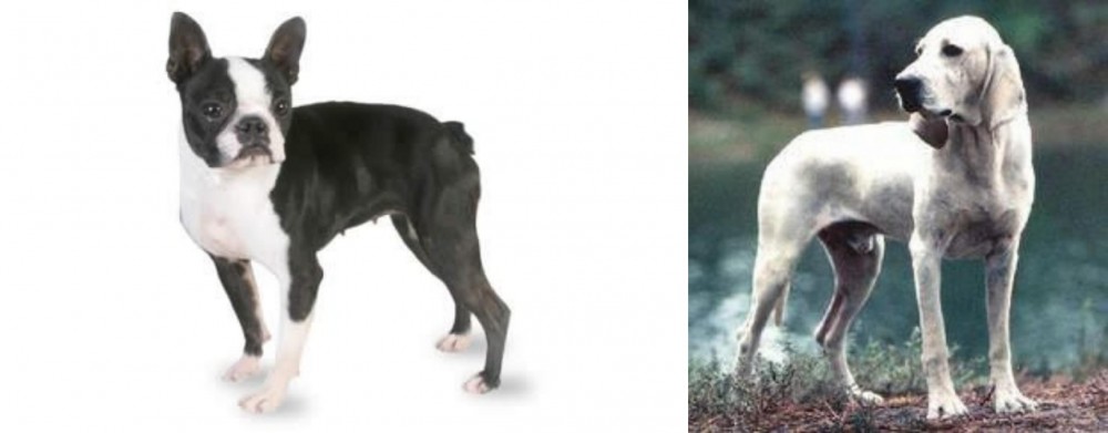 Porcelaine vs Boston Terrier - Breed Comparison