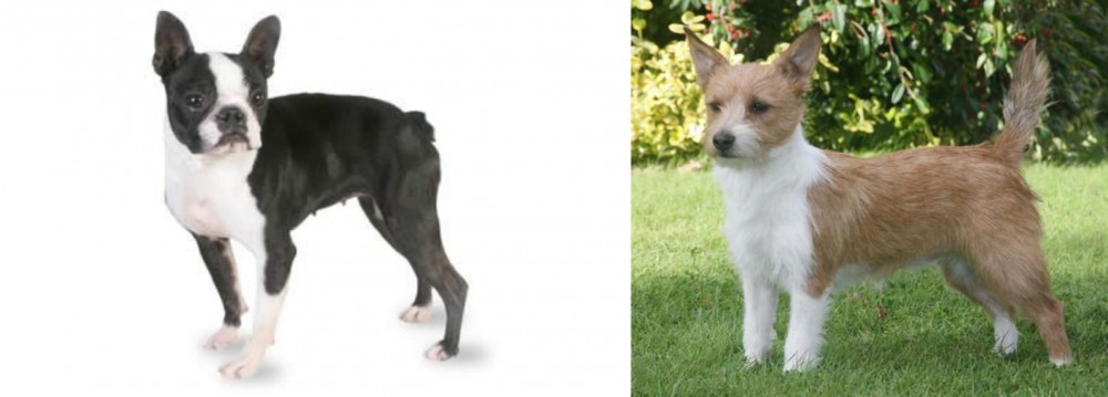 Portuguese Podengo vs Boston Terrier - Breed Comparison