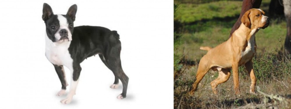 Portuguese Pointer vs Boston Terrier - Breed Comparison