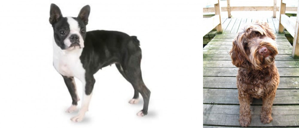 Portuguese Water Dog vs Boston Terrier - Breed Comparison