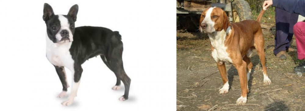 Posavac Hound vs Boston Terrier - Breed Comparison