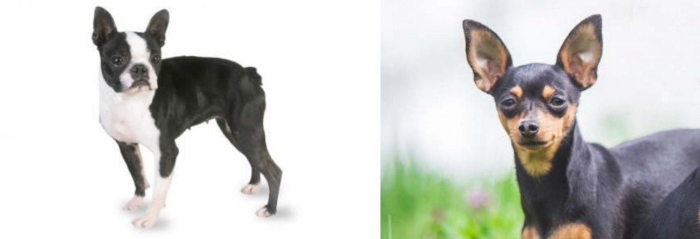 Prazsky Krysarik vs Boston Terrier - Breed Comparison