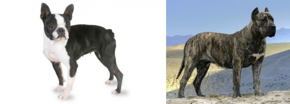 Presa Canario vs Boston Terrier - Breed Comparison