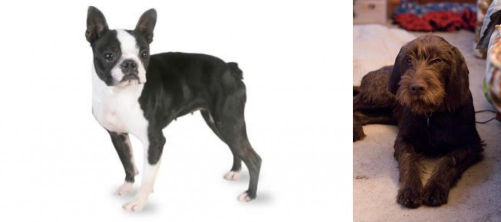Pudelpointer vs Boston Terrier - Breed Comparison