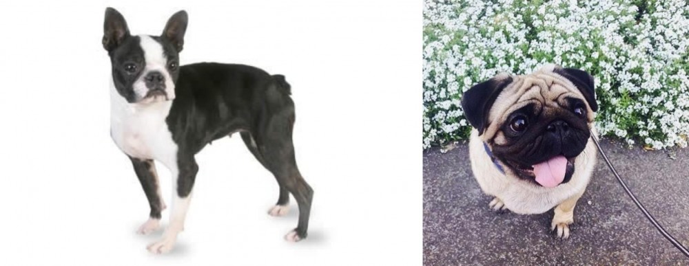 Pug vs Boston Terrier - Breed Comparison