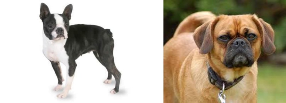 Pugalier vs Boston Terrier - Breed Comparison