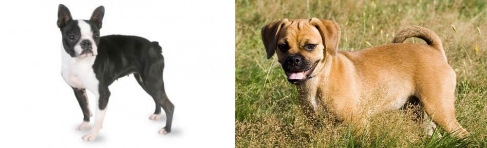 Puggle vs Boston Terrier - Breed Comparison