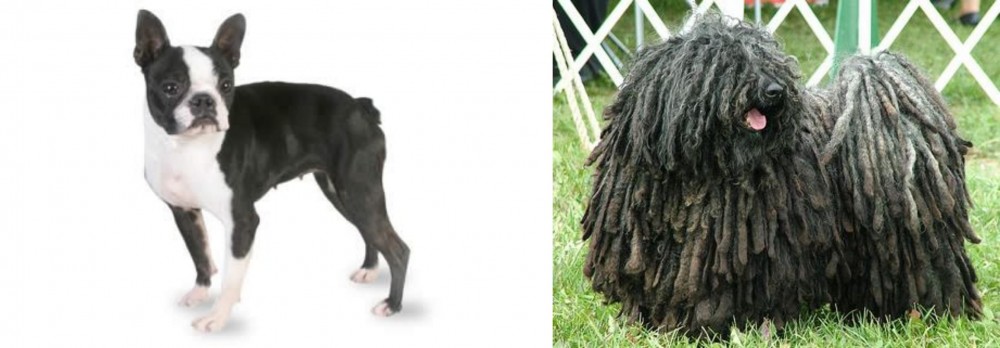 Puli vs Boston Terrier - Breed Comparison