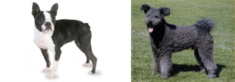 Pumi vs Boston Terrier - Breed Comparison