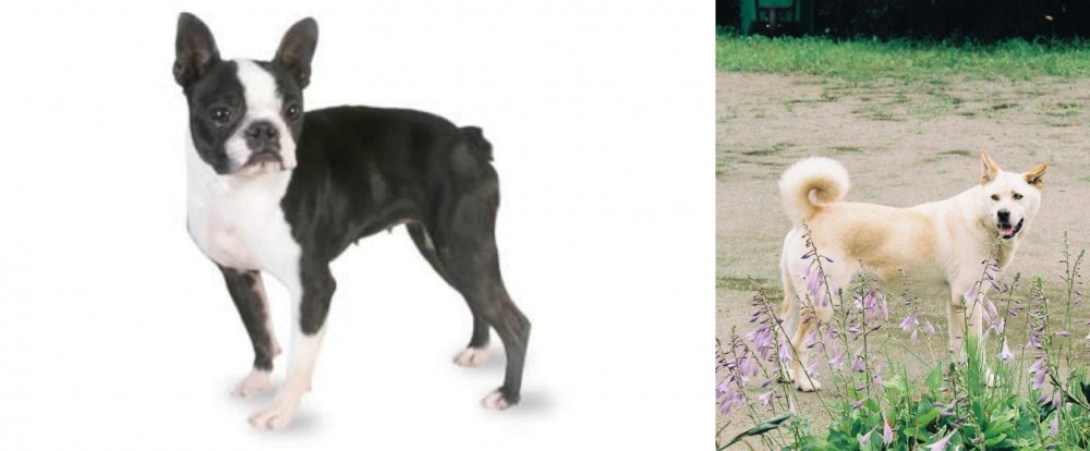Pungsan Dog vs Boston Terrier - Breed Comparison
