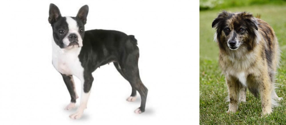 Pyrenean Shepherd vs Boston Terrier - Breed Comparison