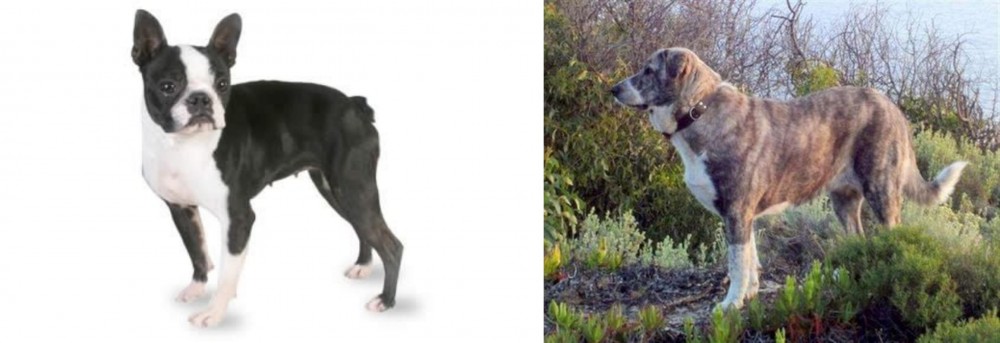Rafeiro do Alentejo vs Boston Terrier - Breed Comparison