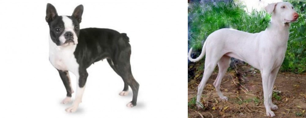 Rajapalayam vs Boston Terrier - Breed Comparison