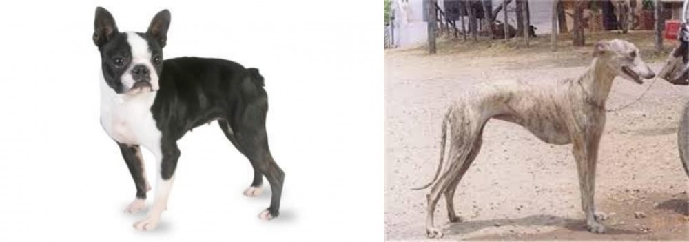 Rampur Greyhound vs Boston Terrier - Breed Comparison