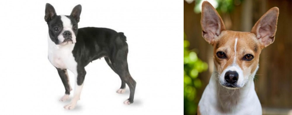 Rat Terrier vs Boston Terrier - Breed Comparison