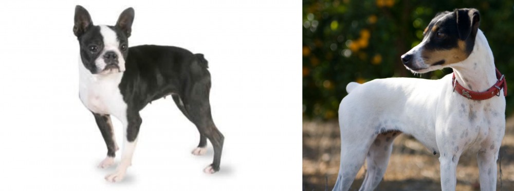 Ratonero Bodeguero Andaluz vs Boston Terrier - Breed Comparison