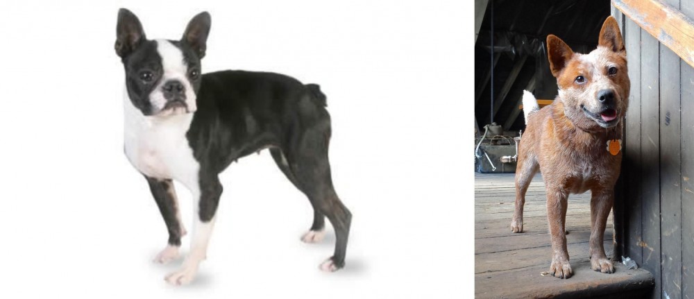 Red Heeler vs Boston Terrier - Breed Comparison
