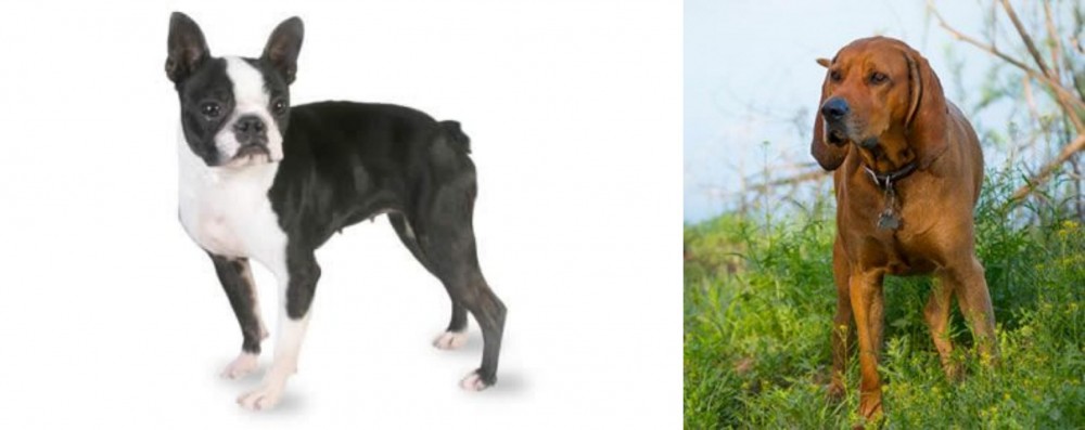 Redbone Coonhound vs Boston Terrier - Breed Comparison